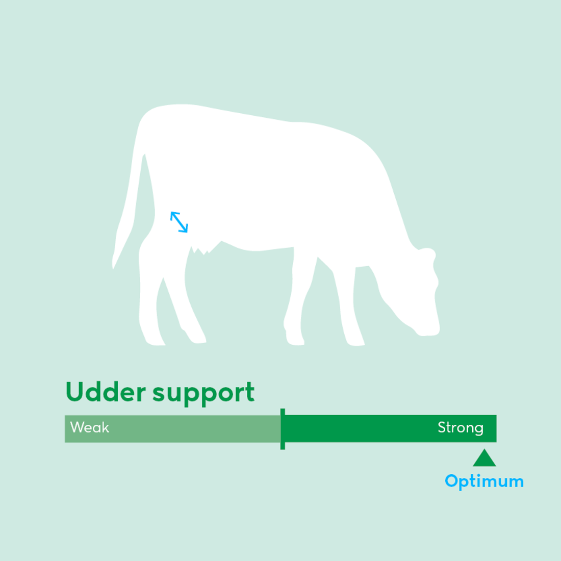 Image showing ideal udder support for dairy cow breeding values beyond milk production