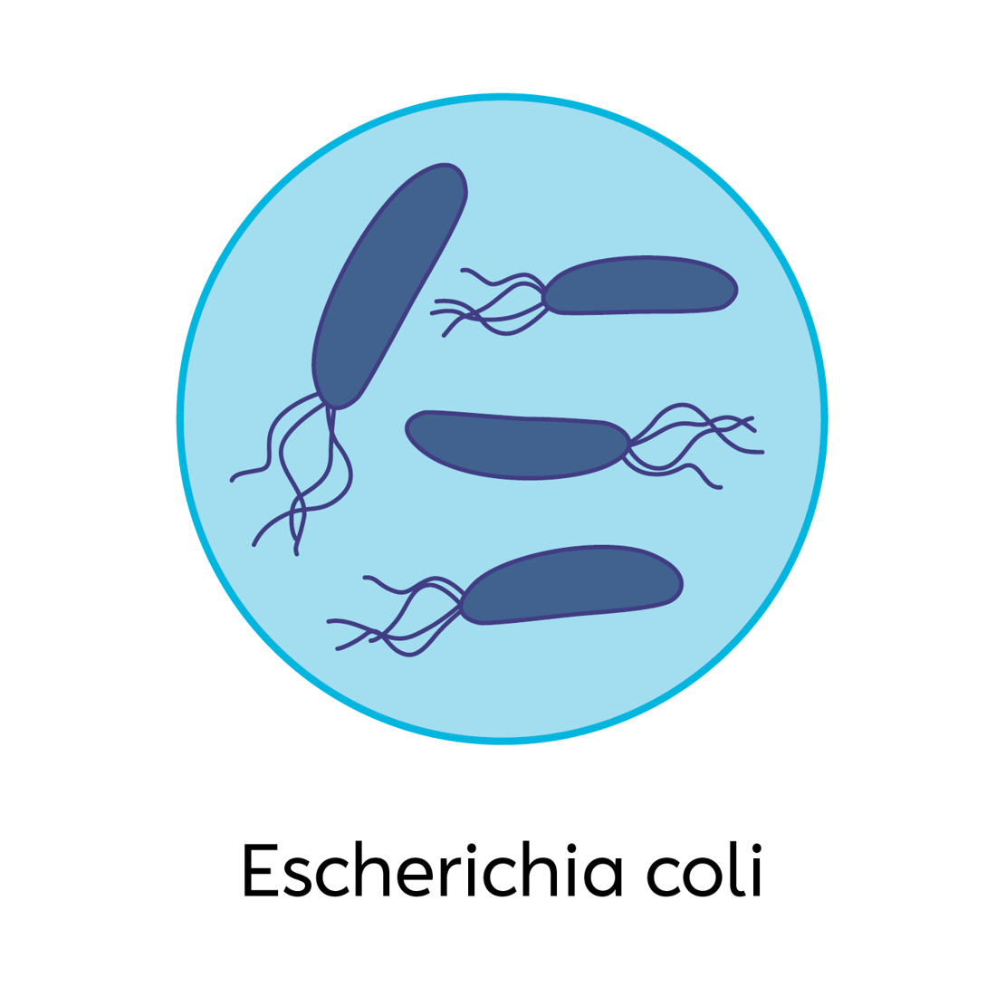 E Coli V2