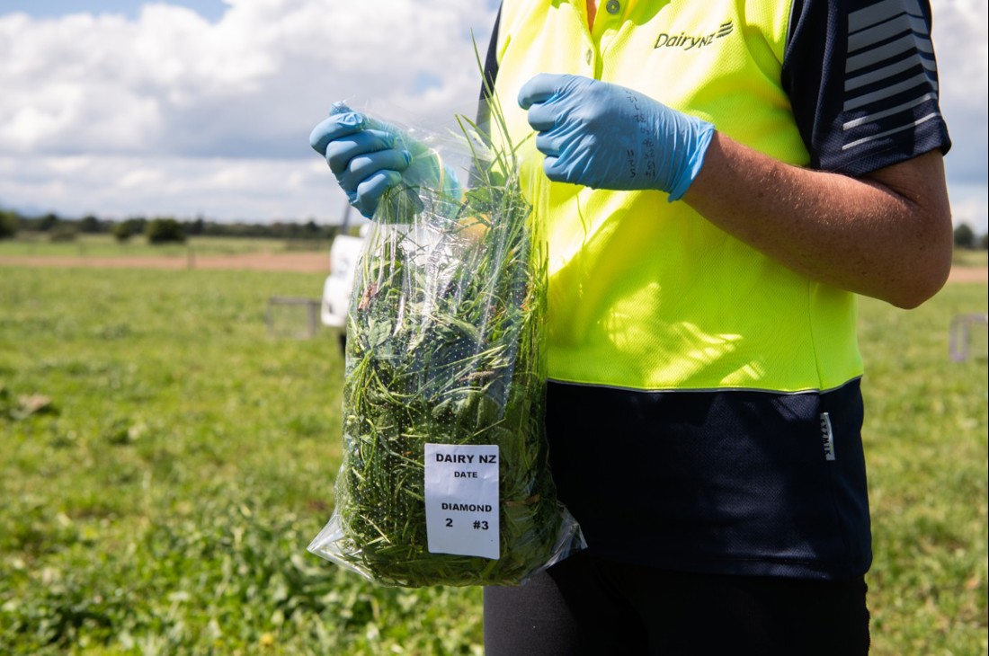 A DairyNZ research farm technician standing in a paddock holding a bag of plantain