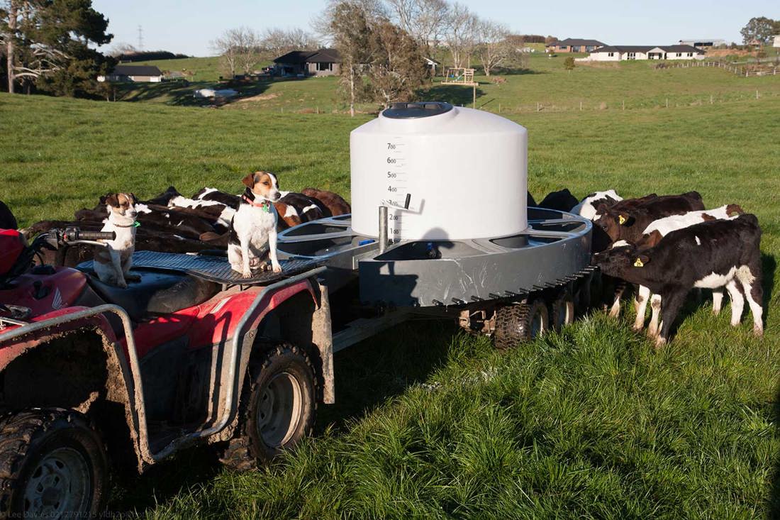 First Steps Towards Dairying Young Stock 1500X1000