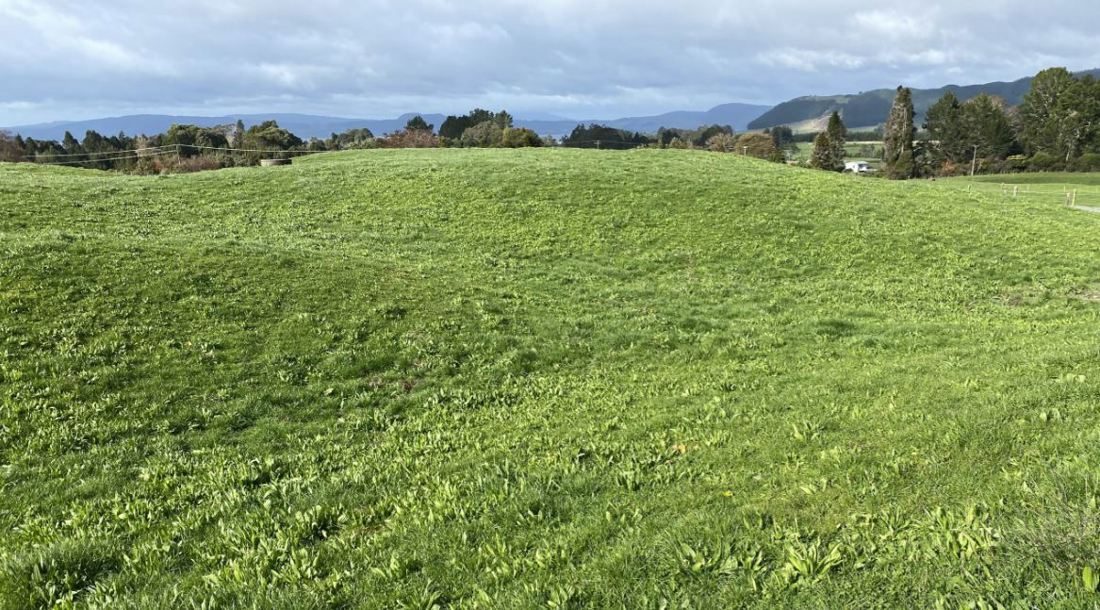 Inside Dairy Feb April 2025 Plantain Is Proving Its Potency Image 1