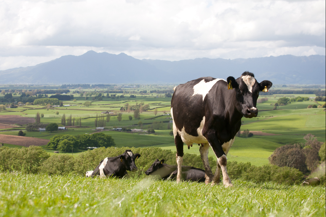 A lone cow walking over a grassy field with a scenery of hills behind it
