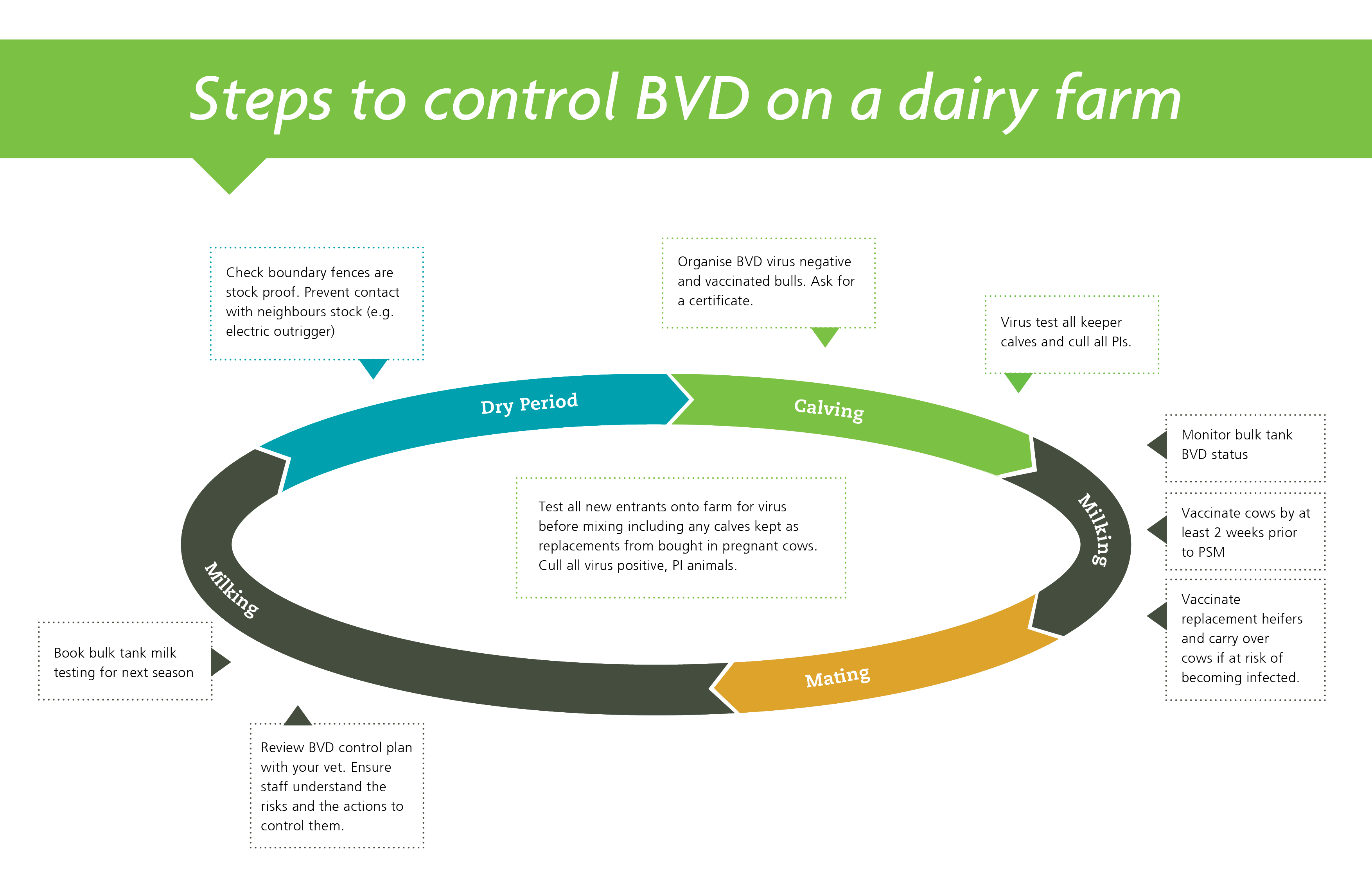 Steps to control BVD on a dairy farm