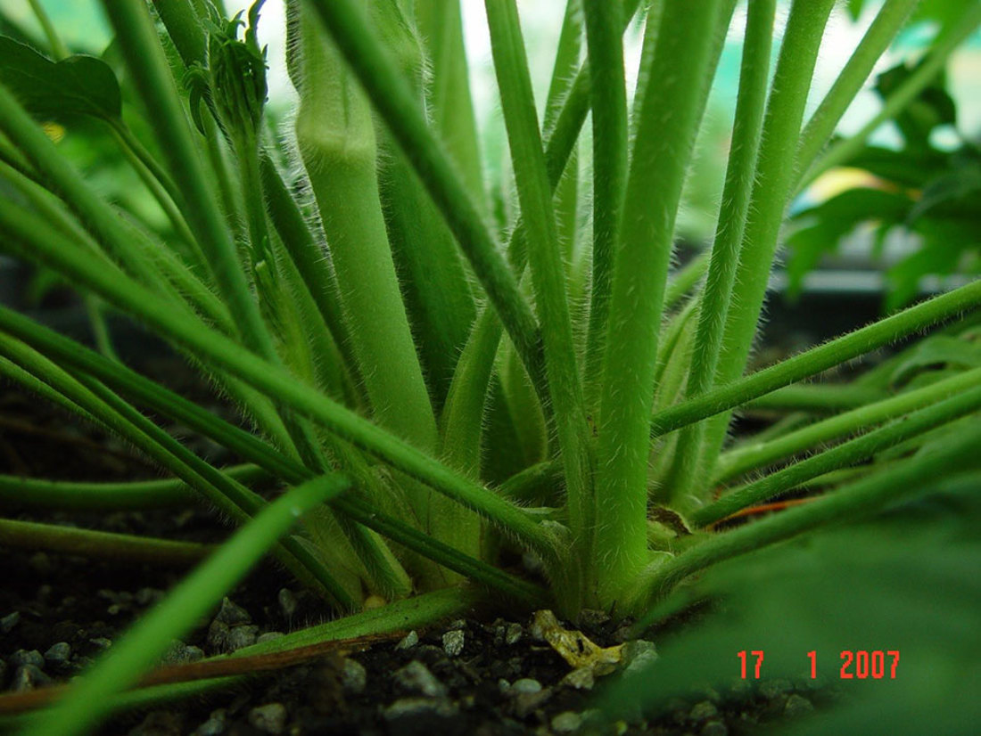 Base Of Giant Buttercup Showing Hairs On Stems And Petioles 950 Wide