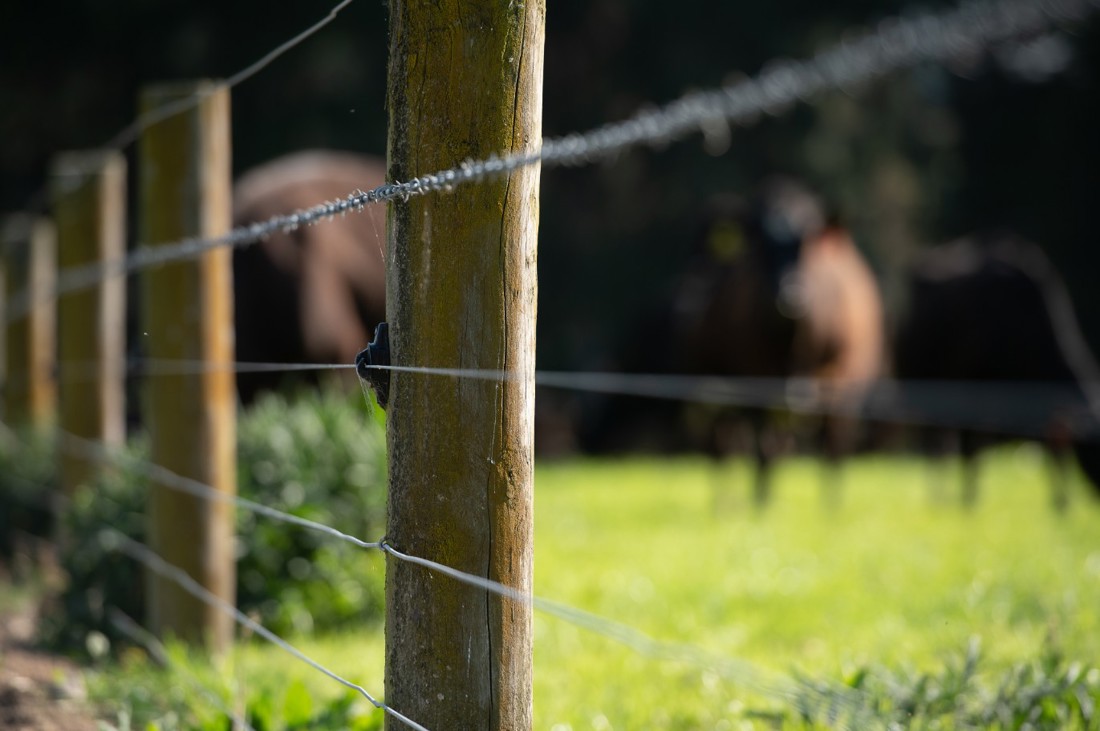 Rural Professionals Hub Veterinarians Biosecurity Image