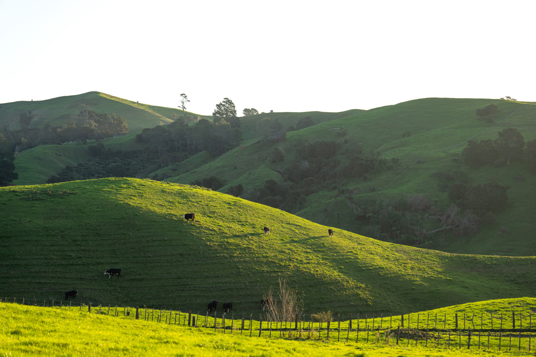 Dairynz 1027