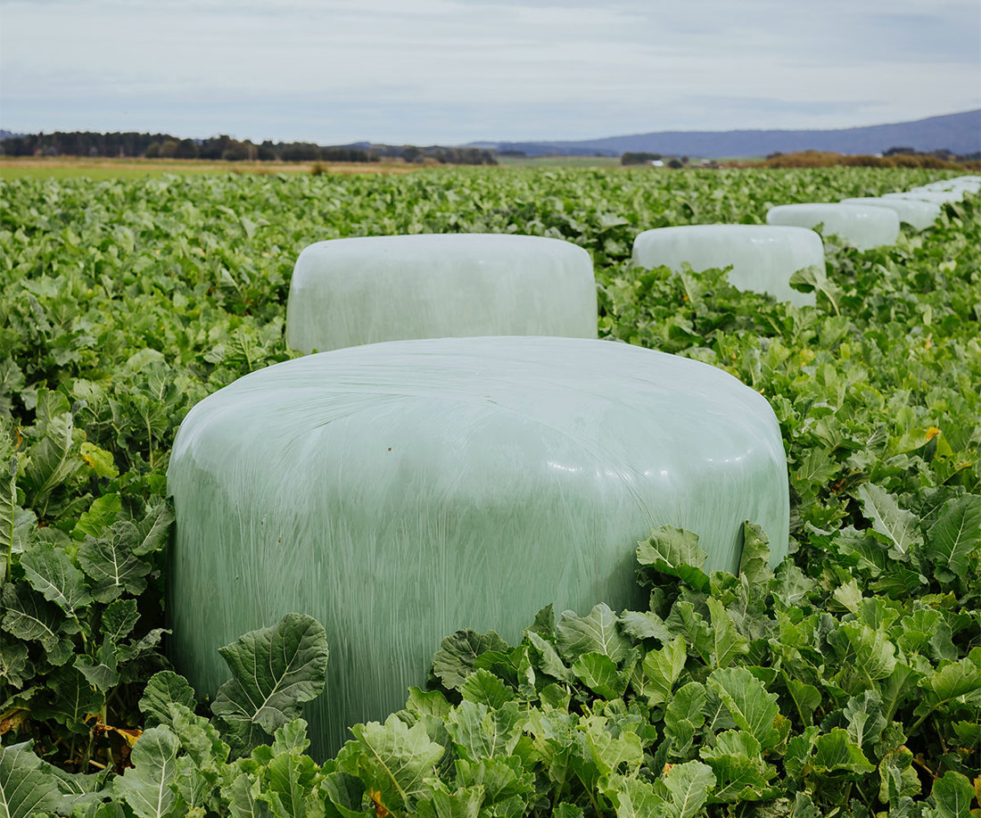 Wintering Well Is Becoming The Norm 1200X1000