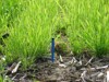 A Gibberellic acid injected into soil to regulate plant growth