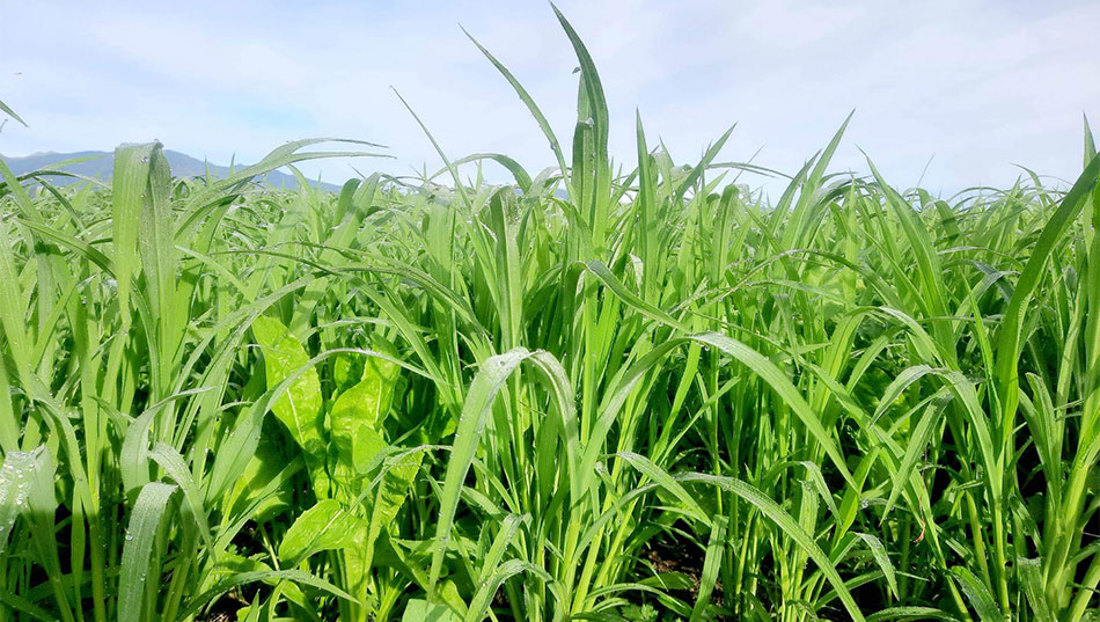 West Coast Summer Mixed Crop January 2023 2