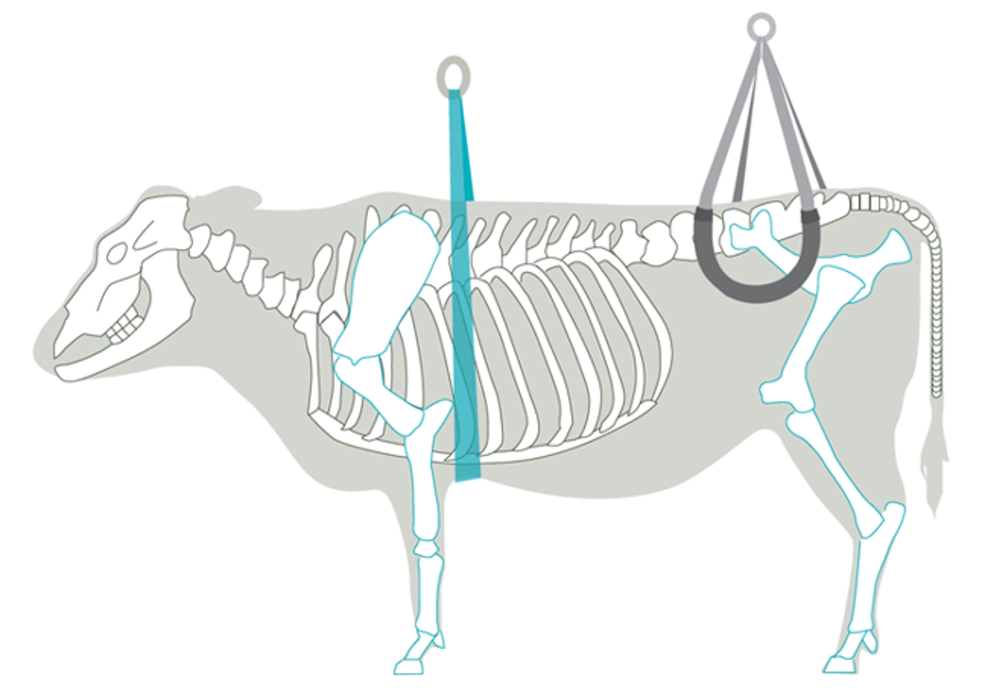 Correct Placement Of Hip Lifters And Brisket Strap V2