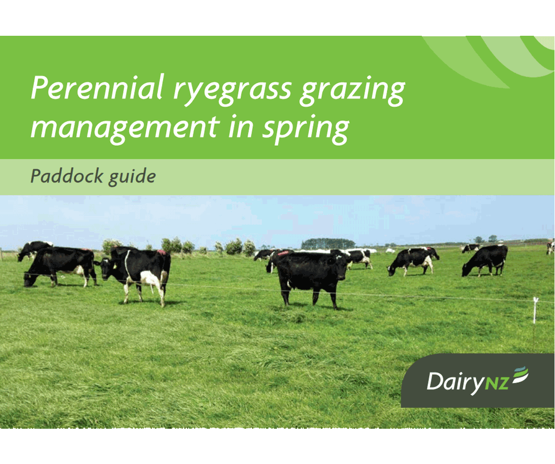 Perennial Ryegrass Grazing Management In Spring Image