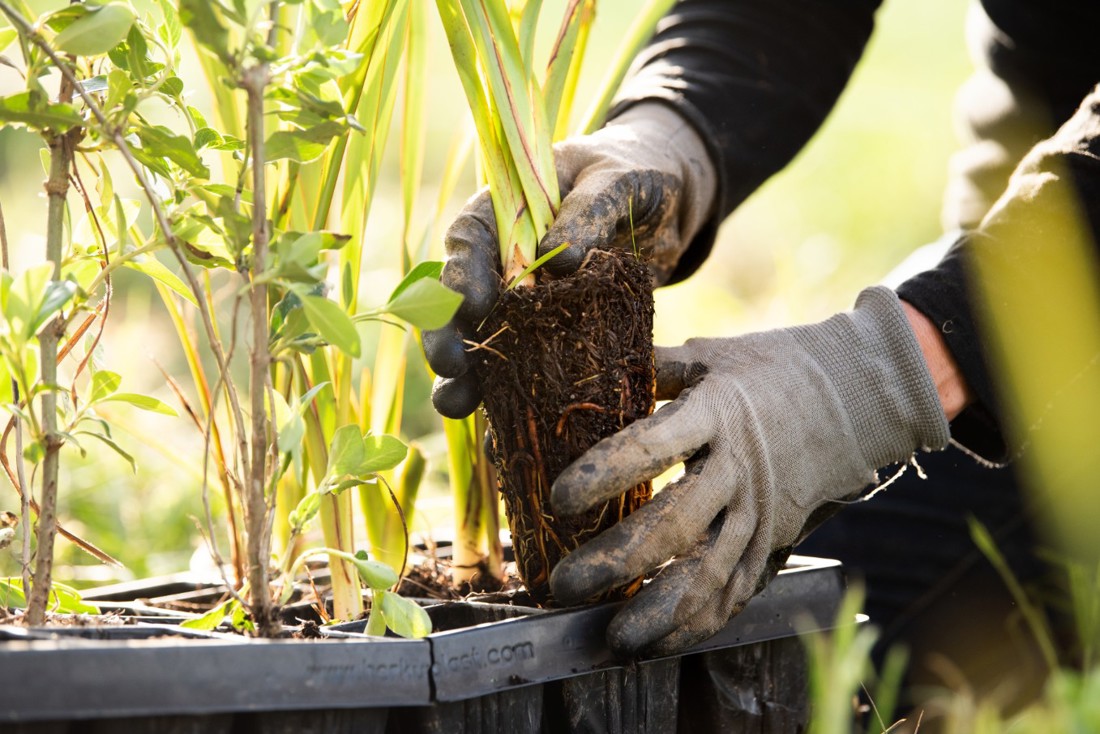 A close up of a person wearing gardening gloves taking plants out of seed trays
