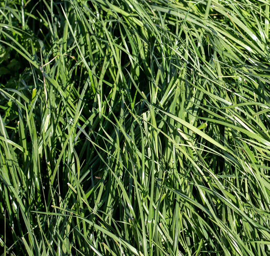 Tall Fescue
