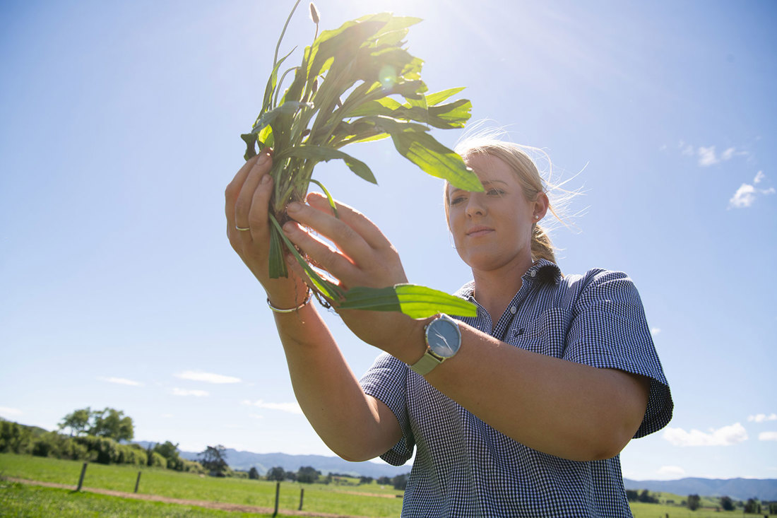 A dairy farmer examining plantain in a paddock