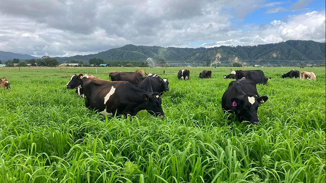 First Grazing Of Mixed Millet Summer Crop