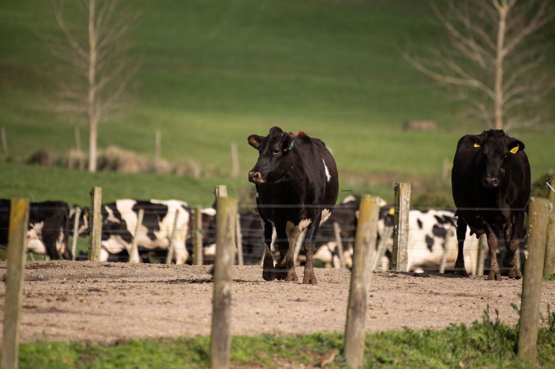 Spring Smarts Reducing Lameness