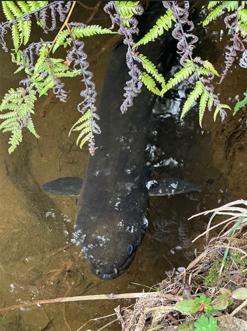 Restoring Wetlands In Northland Collins Image1 490X657