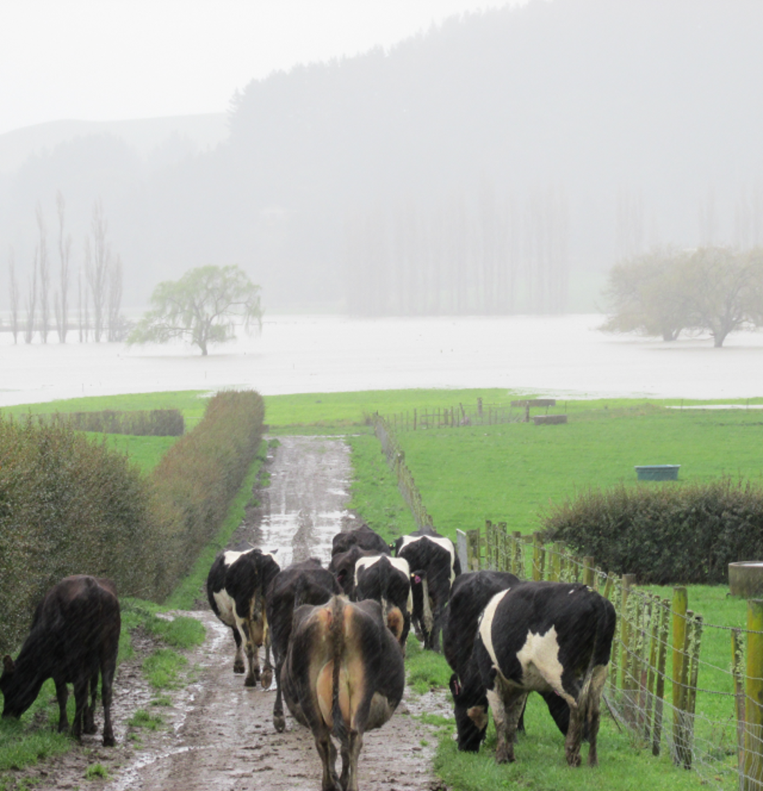 Cows Walking In Wet Weather