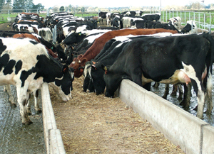 Cow Feeder