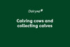 Calving Cows And Collecting Calves Video Placeholder