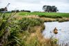 Riparian Planting River Canoe Image 1