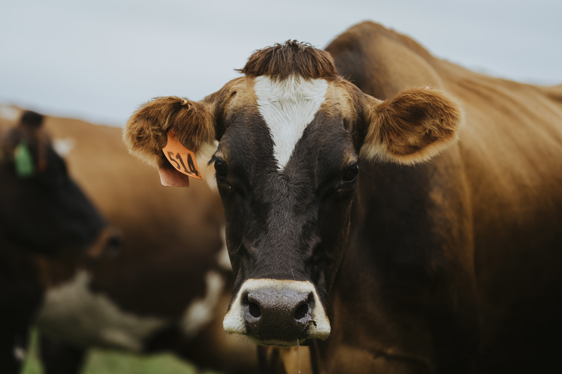 A closeup photo of a brown cow