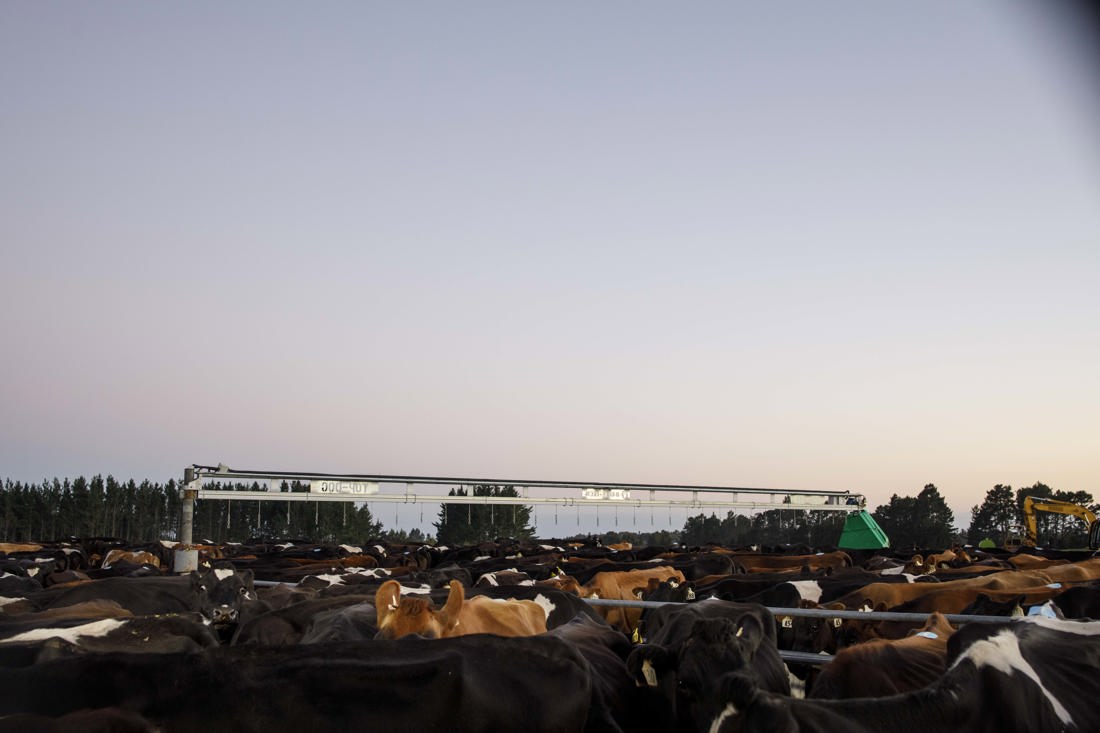 A photo showing backs from a huge bovine herd