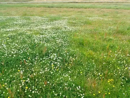 Nutrient Limiting Trial