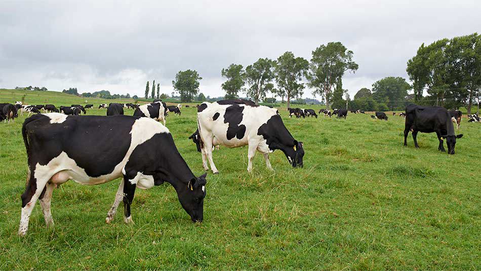 Climate Change Action Farms