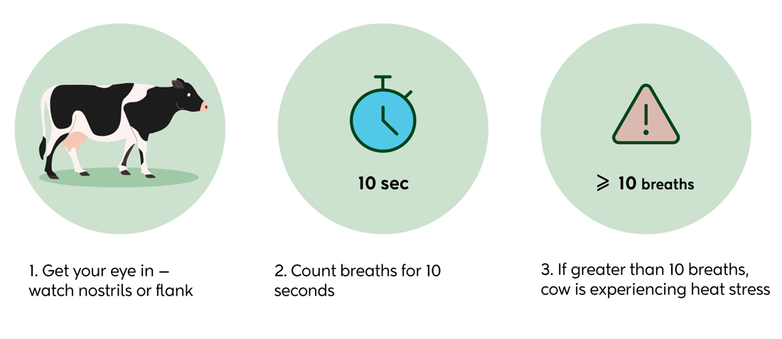 Heat Stress Breathing Rate Illustration V3