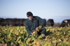 A man crouching down to harvest vegetable