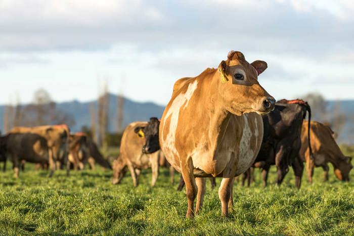 A Jersey dairy cow in a grassy paddock with the herd.