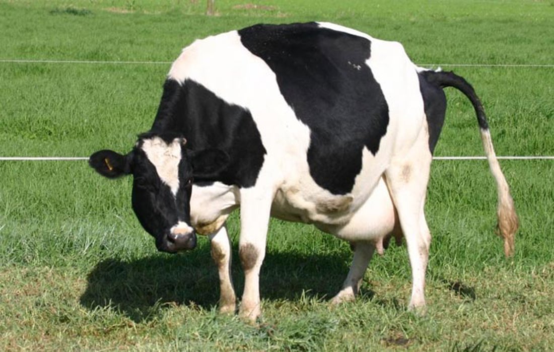 An Arched Back Shows The Cow Is Restless And In Preparation For Labour