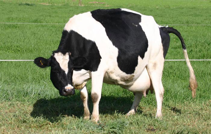 An Arched Back Shows The Cow Is Restless And In Preparation For Labour