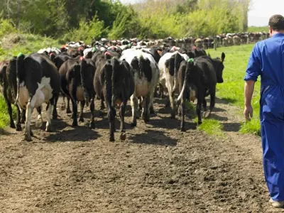 Dairy Stockmanship POD