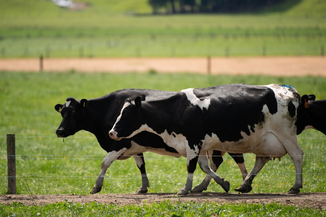 Detecting Mastitis Summary Image