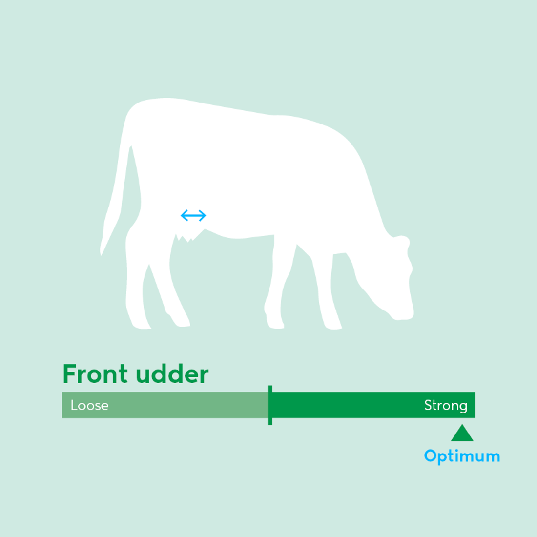 Image showing ideal front udder traits for dairy cow breeding values beyond milk production