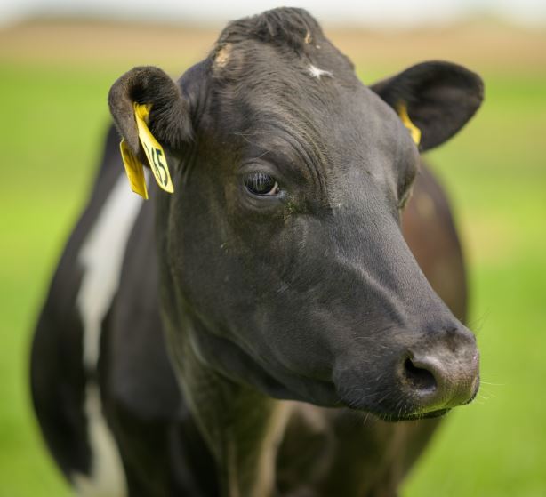 Close up shot of a dairy cow with an ear tag