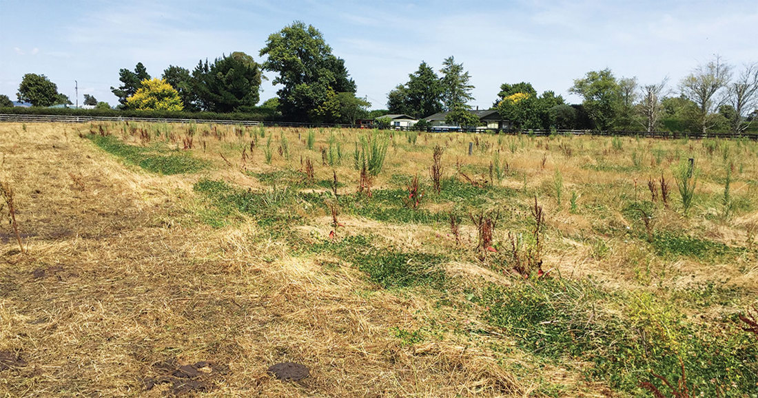 A New Zealand paddock showing pre-grazing of deferred pasture break lines