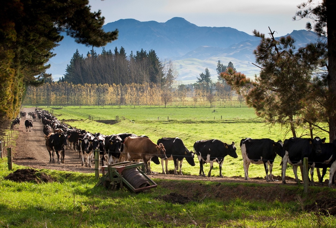 A group of cows on a race in the farm