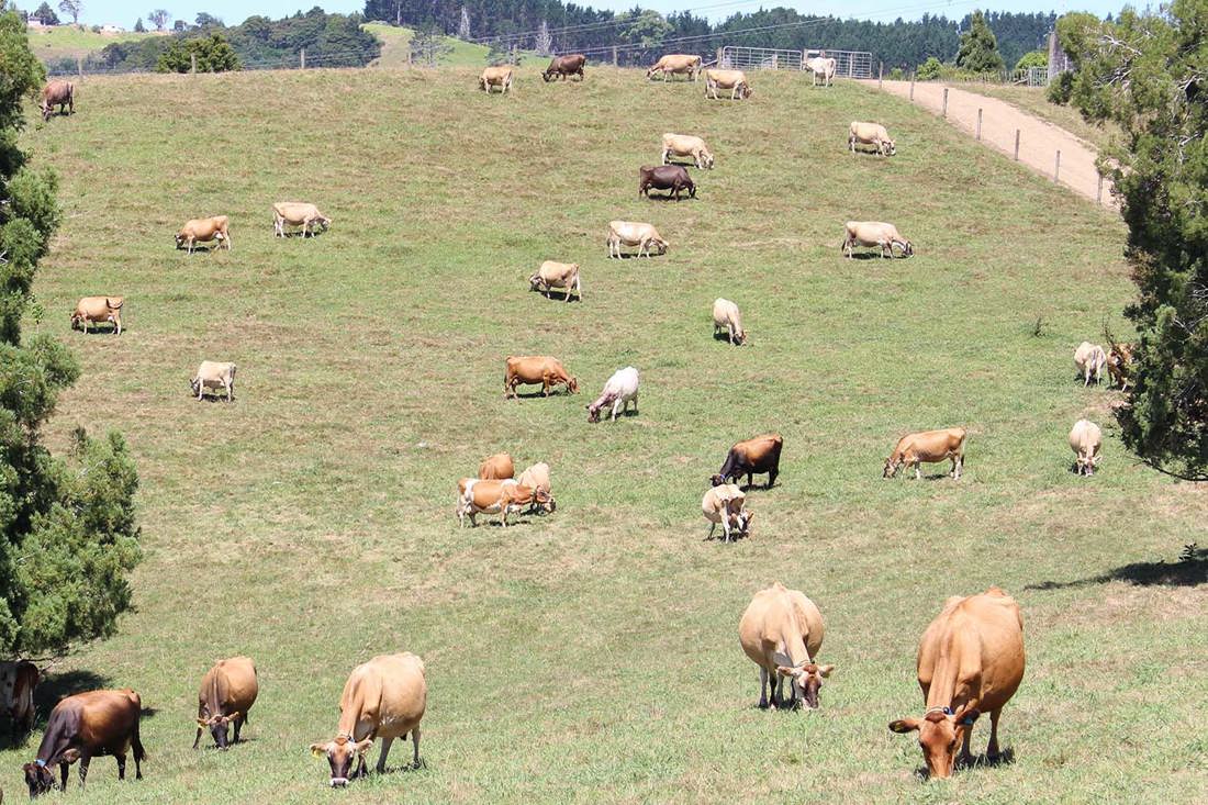 Auckland Dairy Farm Donalds Farm 1500X1000