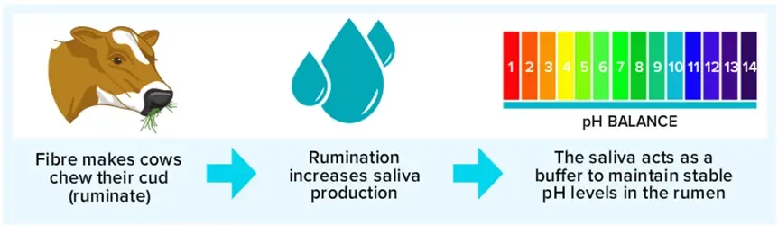 Fibre Saliva Ph
