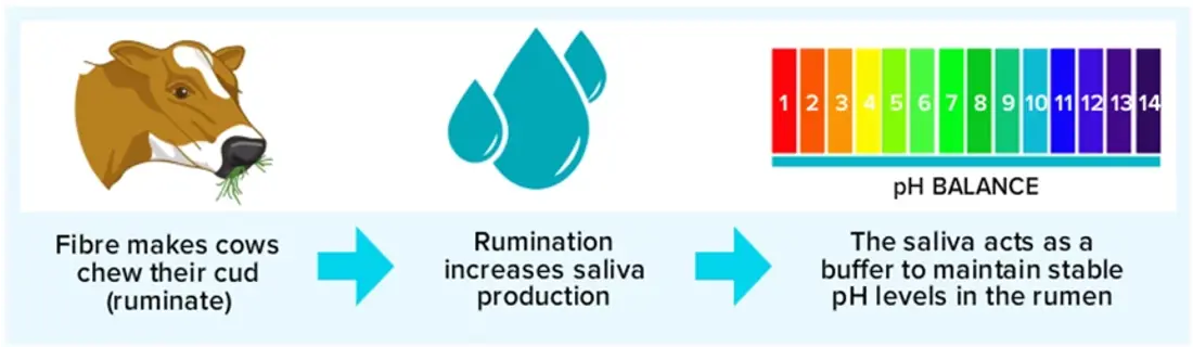 Fibre Saliva Ph