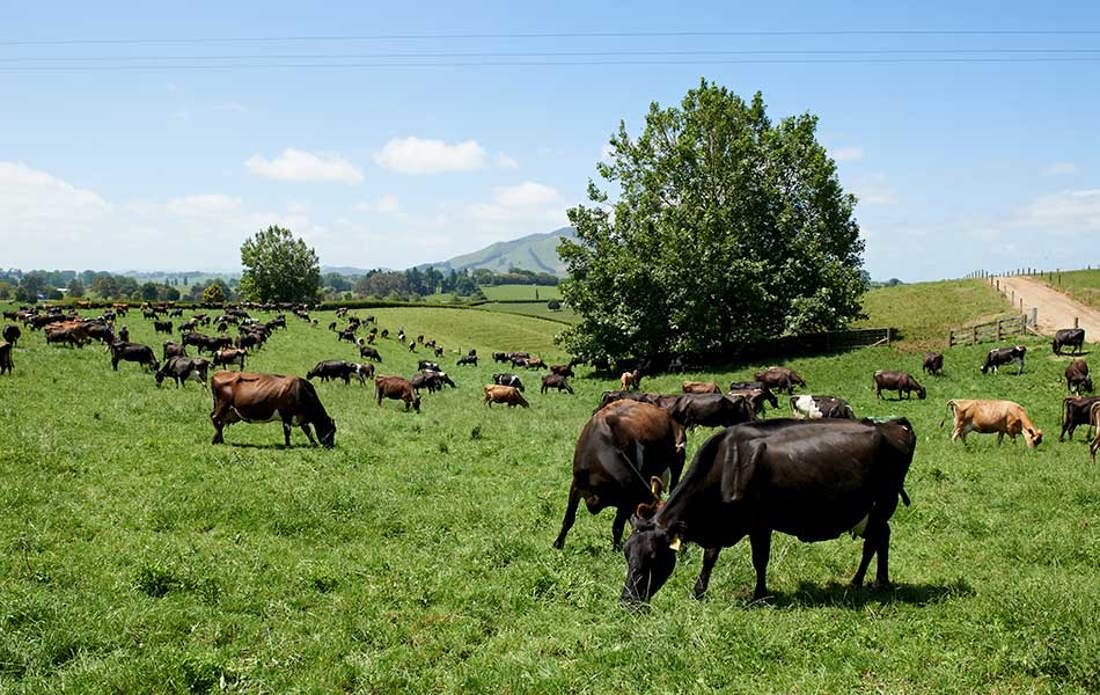 Cows Grazing 950X600