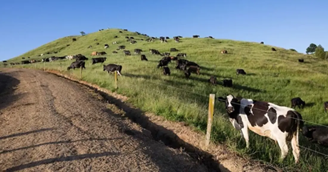 a herd of cows grazing on a grassy hill