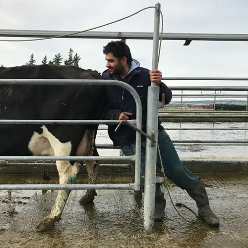How to scrum the cow with your back or shoulder to encourage her to move forward.