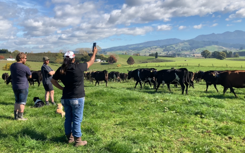 A group of people standing in a field with cows