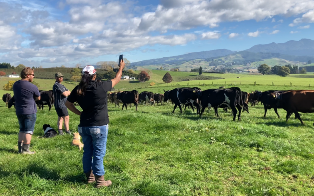 A group of people standing in a field with cows