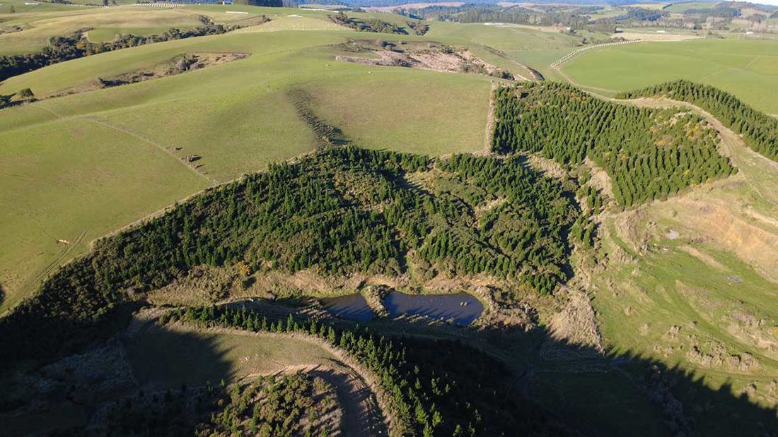 Bodle Pine Plantation On Steep Slopes 1200X675