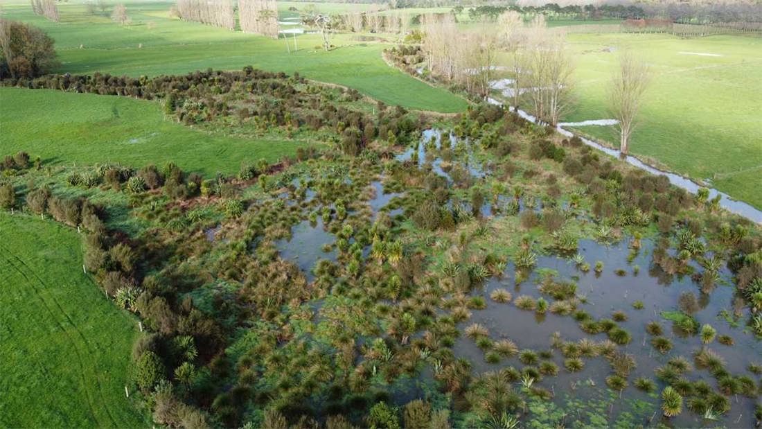 Wetland Doing What It Does Best 1200X675